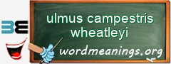 WordMeaning blackboard for ulmus campestris wheatleyi